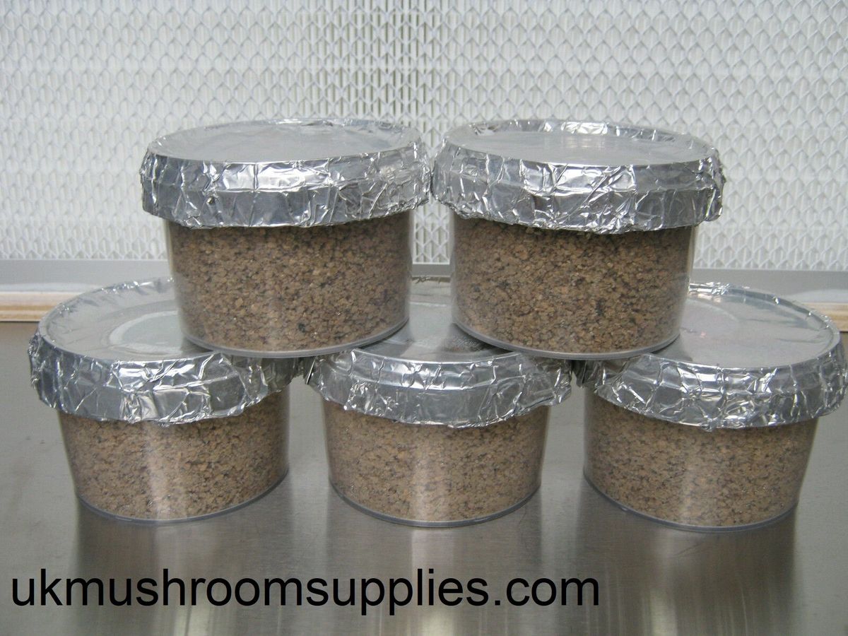 Medium grow pot only, PFtek, brown rice flour, mushroom grow pot sterile, ready to use.
